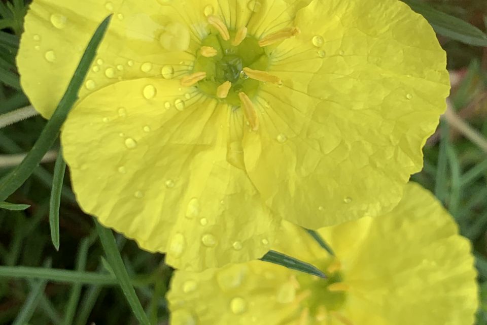 Evening primrose Oenothera hybrid Superlophus™ Sunglow (Proven Winners)