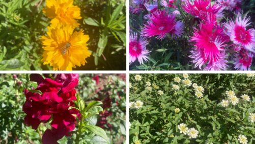 Highlights from 2025 Field Trials: Massachusetts Horticultural Society