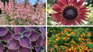 Highlights from 2025 Field Trials: University of Tennessee Gardens