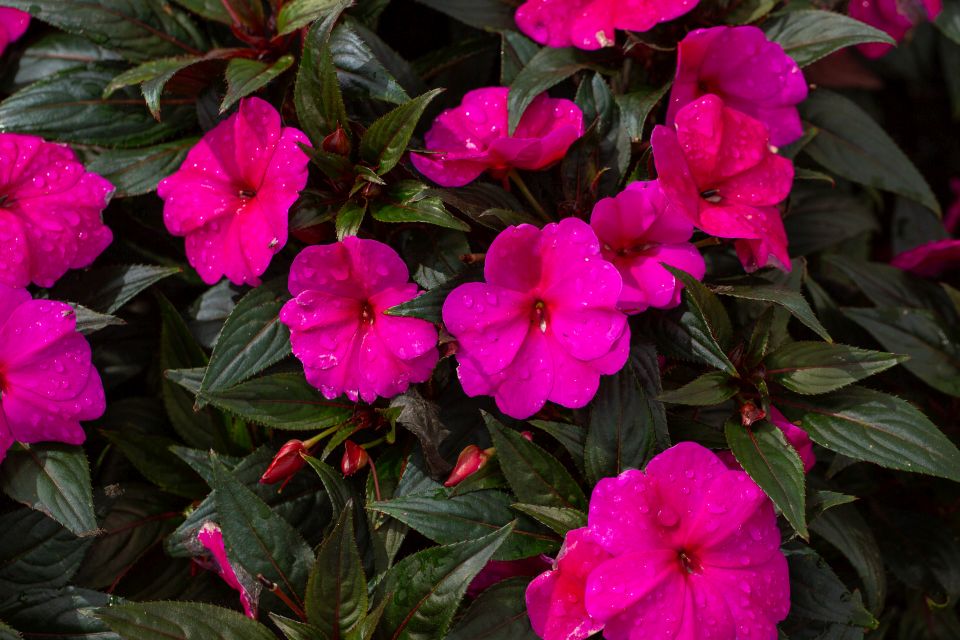 Impatiens Impatiens walleriana Beacon® Series (PanAmerican Seed) at Metrolina Greenhouses