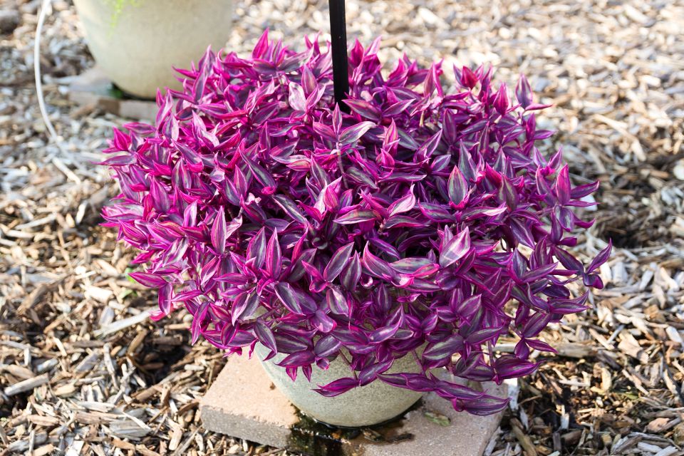 Inch plant Tradescantia zebrina hybrid Pink Paradise (ForemostCo.)