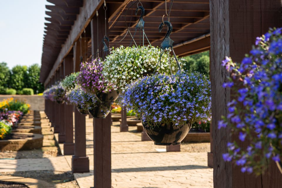 Lobelia Lobelia erinus Heatopia™ Dark Blue (Ball Horticultural Company) at Metrolina Greenhouses