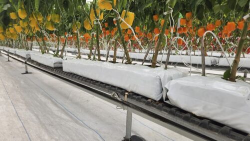 A Beginner’s Guide to Elevated Growing Systems