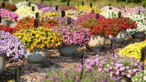 Don’t Miss the 2026 Michigan Garden Plant Tour
