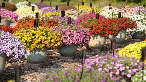 Don’t Miss the 2026 Michigan Garden Plant Tour