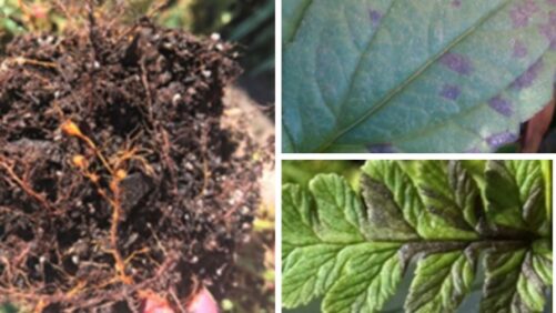Mastering Nematode Management for High-Value Ornamental Crops