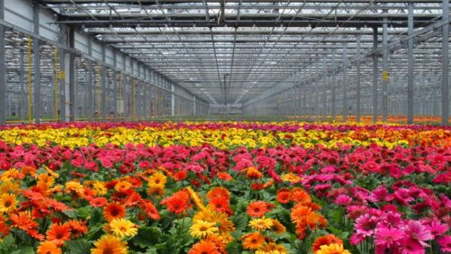 Breaking: Metrolina Greenhouses and South Central Growers Announce Strategic Merger