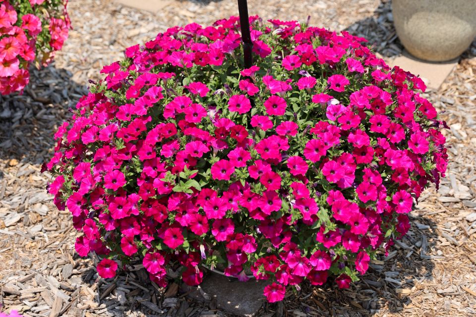Petchoa Petchoa hybrida SuperCal® Blue Eyed Rose (Sakata)