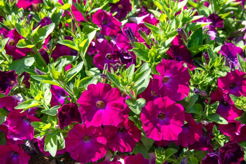 Petchoa Petchoa hybrida SuperCal® Series (Sakata) at Metrolina Greenhouses