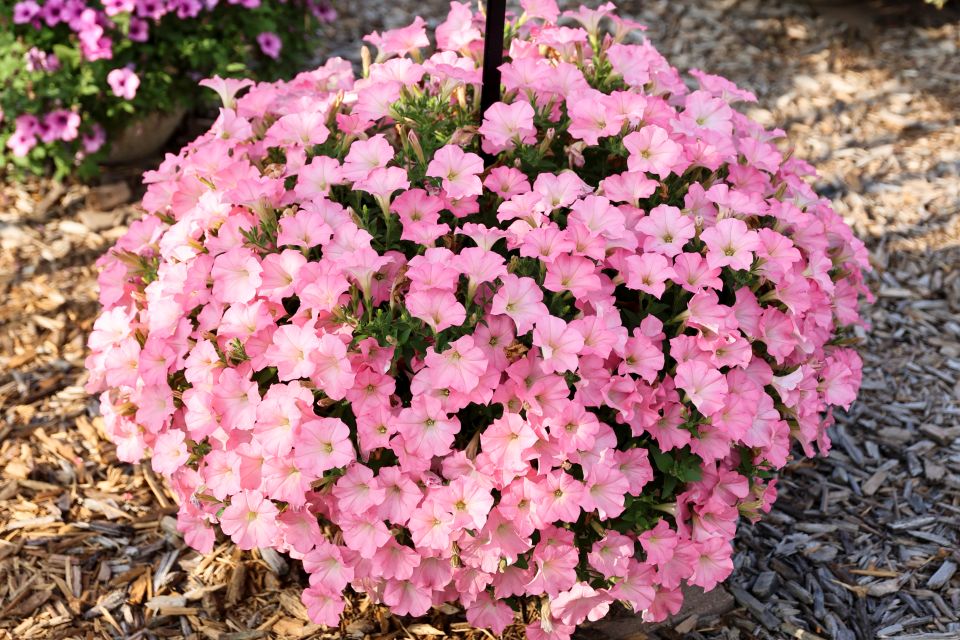 Petunia Surfinia® Cashmere Pink (Suntory Flowers).