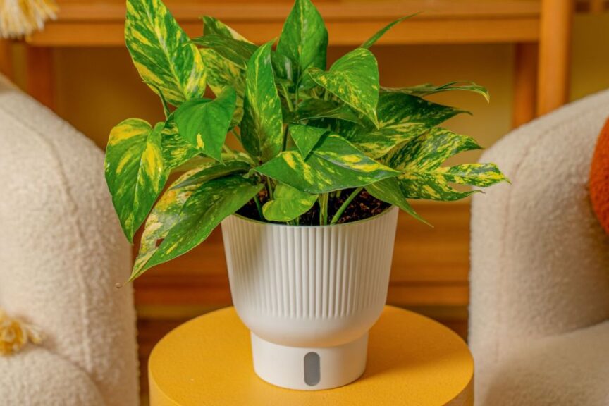 2026 “People’s Choice” — Houseplant
