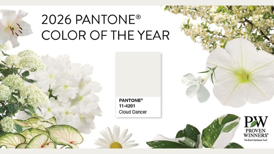 Presenting the 2026 Pantone Color of the Year, Cloud Dancer.