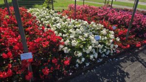 Video Spotlight: 2027 Proven Winners New Plants, Products, and Programs