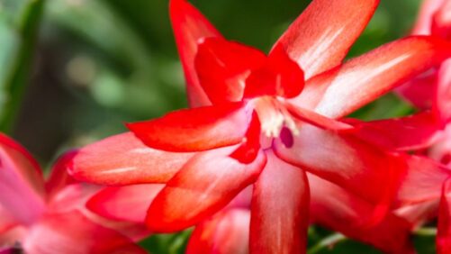 How to Prevent Iron Toxicity in Christmas Cacti