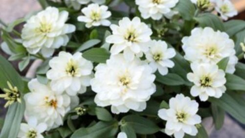 Zinnia ‘Profusion Double White Improved’ from Sakata Wins AAS Gold Medal