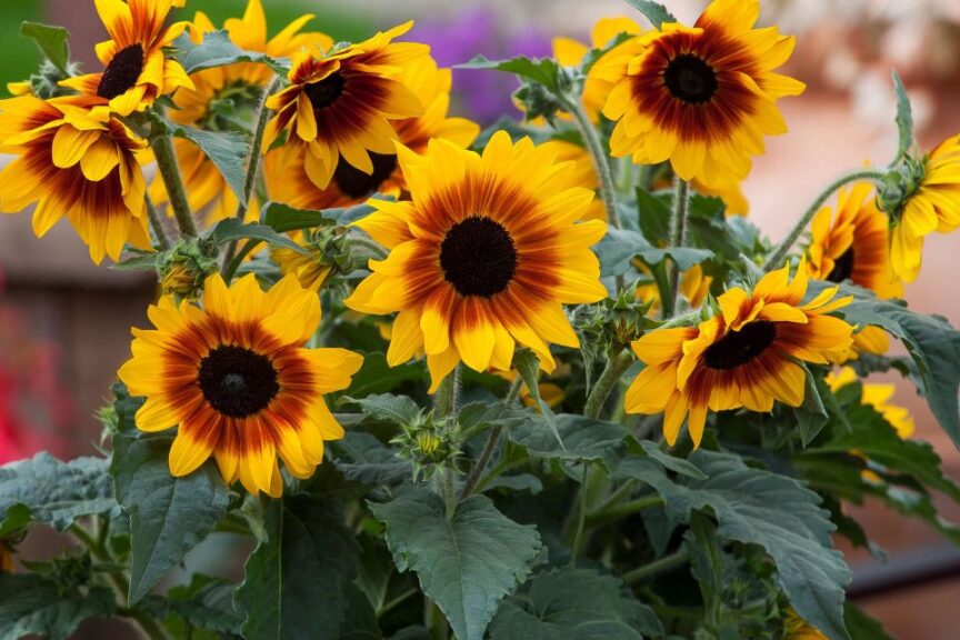 Announcing the 2026 Green Thumb Winners from National Garden Bureau