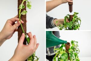 Climb-itt plant supports are an innovative, all-natural, and sustainable choice for climbing and vining houseplants.
