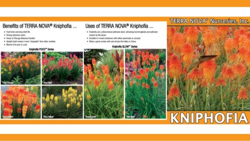 Terra Nova Launches New Custom Plant Flyers Program