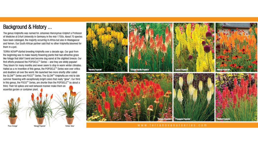 Custom Plant Flyer on Kniphofia varieties.
