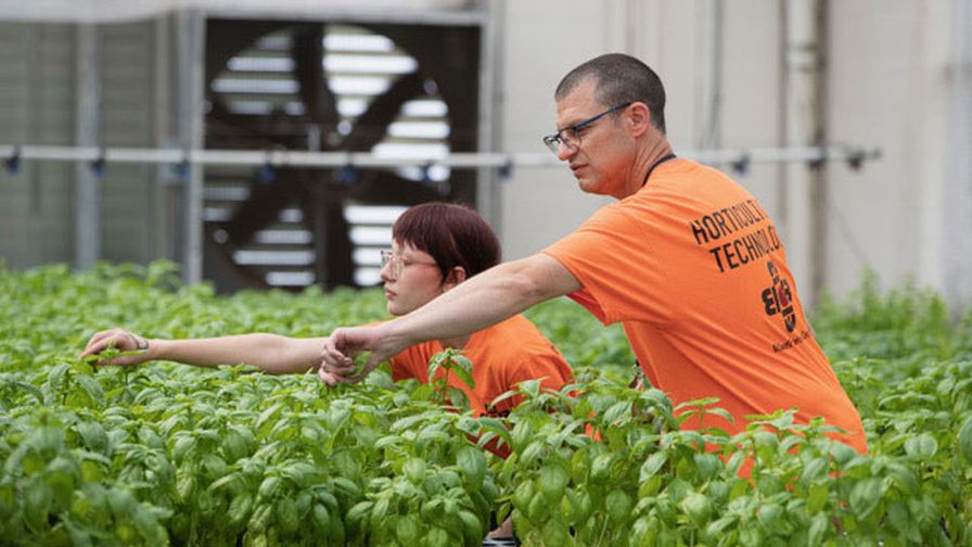 At the DMG, students work directly with greenhouse staff to learn about and produce high-quality food and ornamental plants for the Pittsburgh region.
