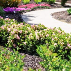 Bloombux® Blush Rhododendron (Bloomin’ Easy)