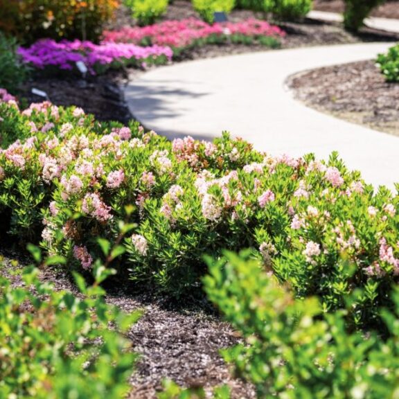 Bloombux® Blush Rhododendron (Bloomin’ Easy)