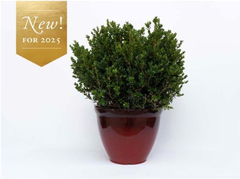 Buxus Little Mister (Star Roses and Plants)