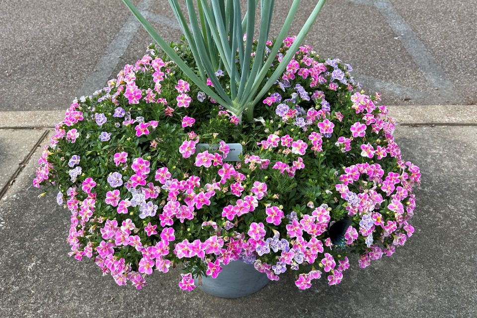 Calibrachoa Calibrachoa hybrida Trixi® FunTopia Utopia (Selecta One)