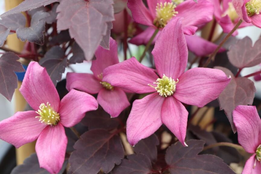 Clematis montana Moongate Mocha (Spring Meadow Nursery)