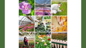 How AFE Helps Growers Stay Ahead Through Research