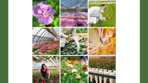 How AFE Helps Growers Stay Ahead Through Research