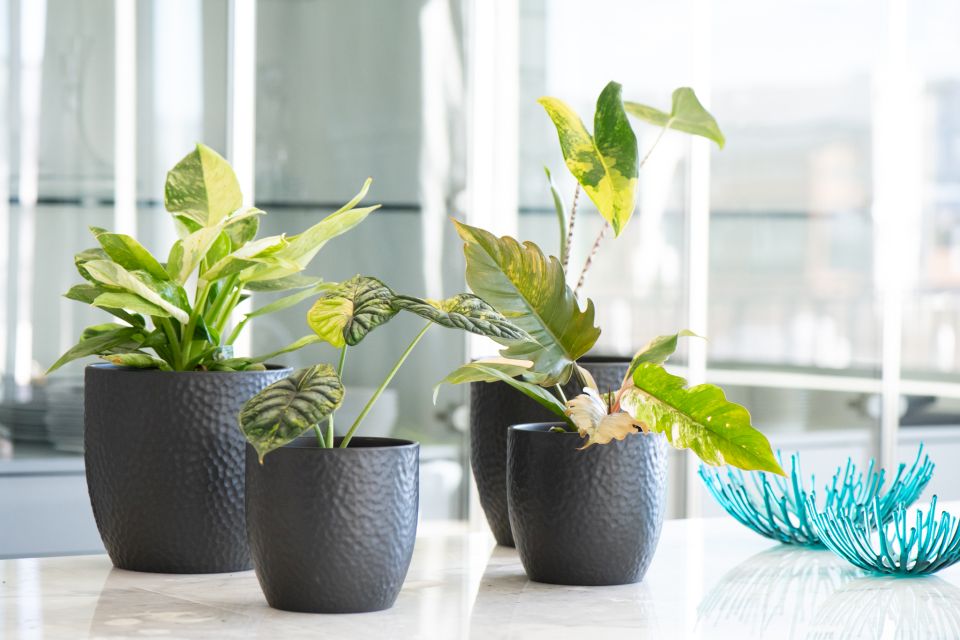 Dutch Heritage Gardens’ Lush and Rare program ships premium foliage to consumers seeking hard-to-find plants.