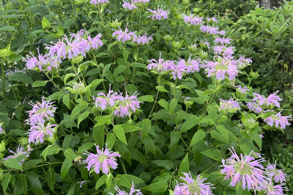 Eastern bee balm Monarda bradburiana 'Midnight Oil'