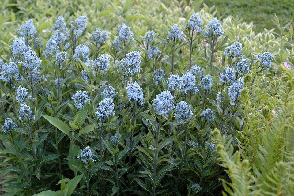 Eastern bluestar Amsonia tabernaemontana