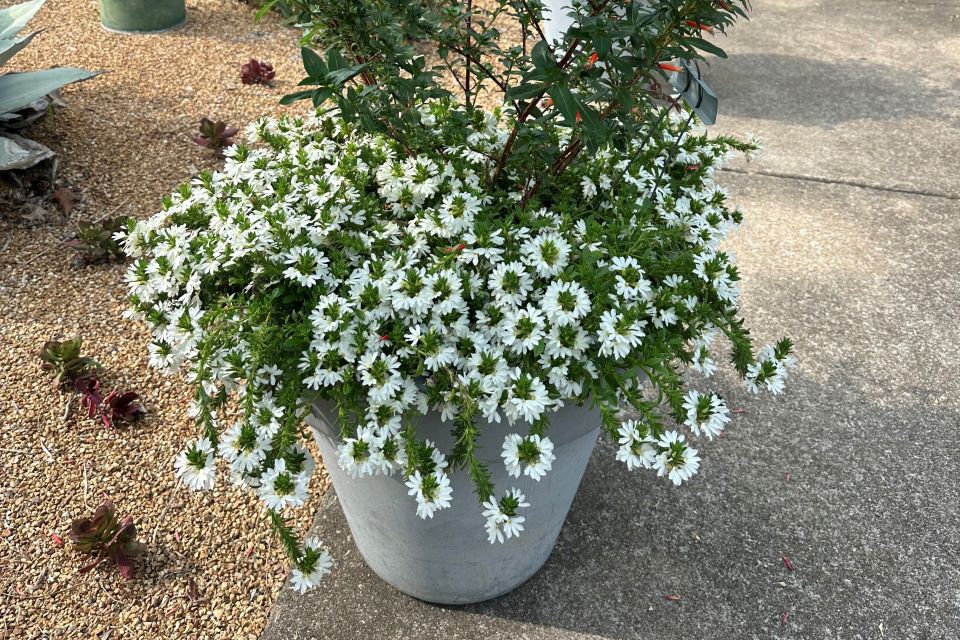 Fan flower Scaevola aemula Whirlwind® White Improved (Proven Winners)
