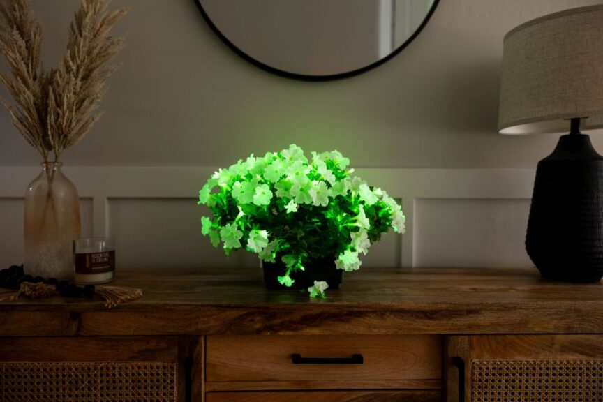 Firefly Petunia (Raker-Roberta’s Young Plants)