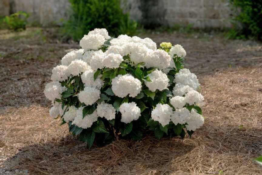 Endless Summer® DreamCloud® (Endless Summer® Hydrangeas)