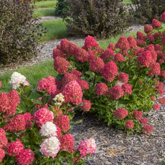 First Editions® Spring Sizzle® (First Editions Shrubs and Trees)