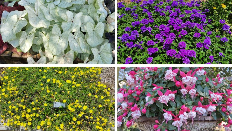 Highlights from 2025 Field Trials