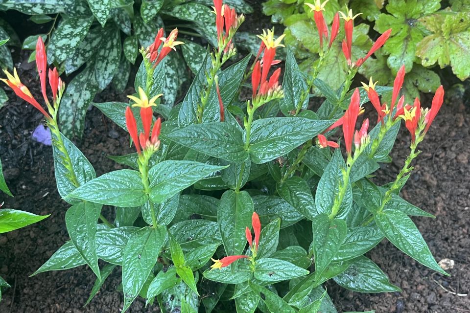 Indian pink Spigelia marilandica ‘Ragin Cajun’