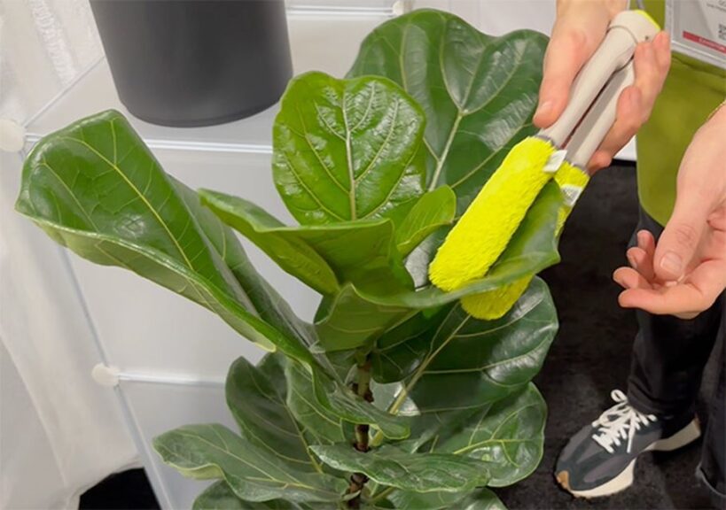 Leaf Sweep (GOHA)