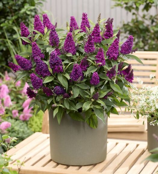 Li'l Magenta™ Butterfly Candy® Butterfly Bush (Plant Development Services, Inc.)