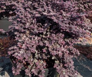 Loropetalum Purple Charm™ (Plant Development Services, Inc.)