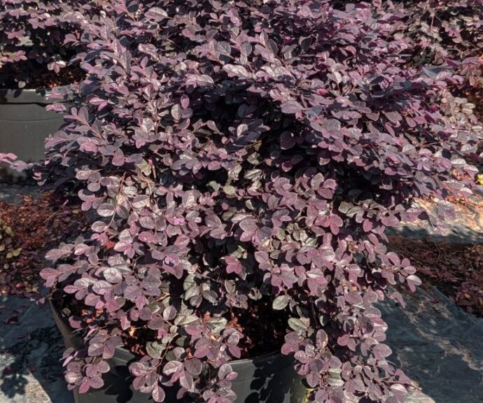Loropetalum Purple Charm™ (Plant Development Services, Inc.)
