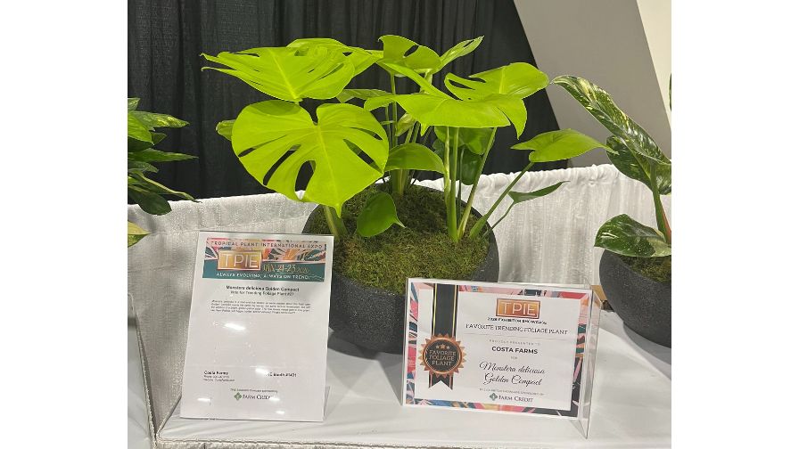 philodendron pastazanum Philodendron Pastazanum Plant (Semishade) – ASHIYANA STORE