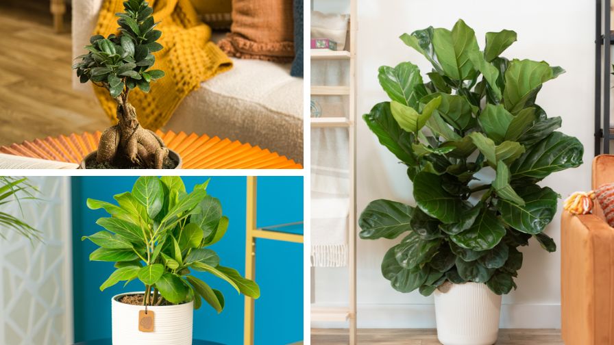 (Clockwise from top left) Ficus Bonsai, Ficus Lyrata, and Ficus Audrey from Costa Farms.