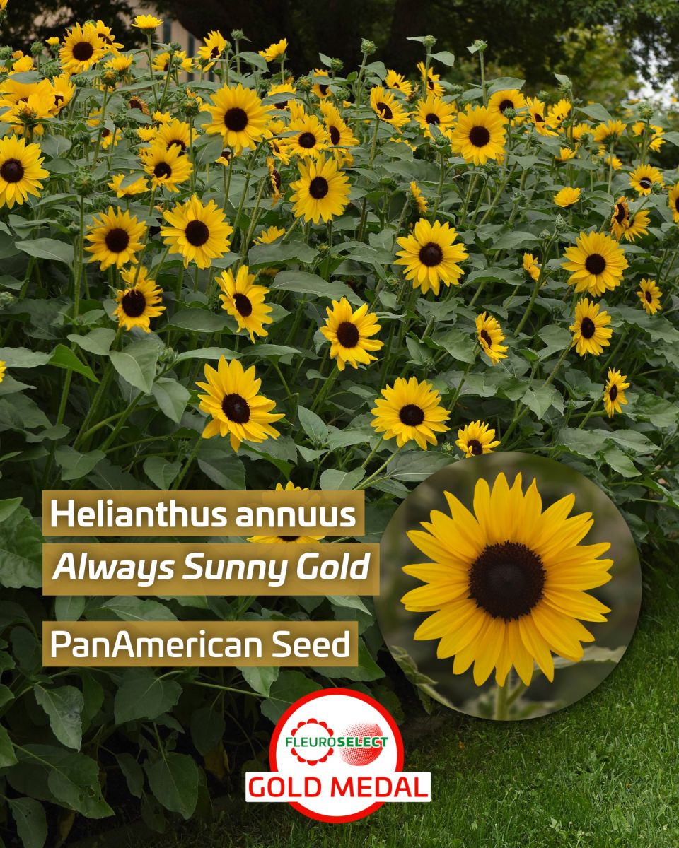 Sunflower Helianthus Annuus Always Sunny Gold — PanAmerican Seed