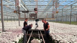 HVC (Harvester Chrysanthemum)