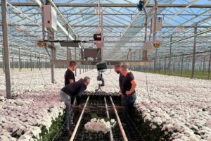 The HVC (Harvester Chrysanthemum) handles the complete harvest and processing workflow of the cutting, lifting, transporting, sorting, and bunching of chrysanthemums.