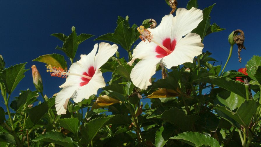 Tropical hibiscus (Hibiscus rosa-sinensis) is what’s commonly seen in garden centers and landscapes. Hibiscus range in size from low spreading shrubs to upright tree forms that can reach twenty feet in height.The short-spined thrips has been a threat to the industry.